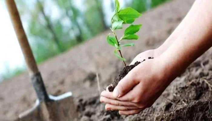 Representational image shows a person holding a little plant. — APP/File