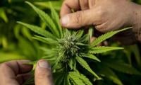 CCRA Briefs Tirah Tribesmen On Regulating Cannabis Cultivation