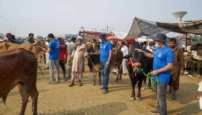 Activists of the Alkhidmat Foundation Pakistan have started buying cattle for Eidul Adha, on May 9, 2026. — Facebook@alkhidmat.org