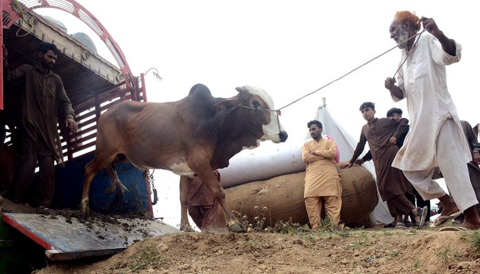 Merchants offloading the sacrificial animals from a truck at Cattle Market I-12 ahead of Eid Al-Adha on May 10, 2026. — INP