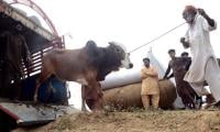 ICT Admin Sets Up Six Cattle Markets Today