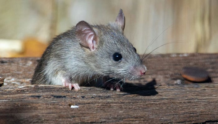 This representational image shows a rat. — Unsplash/File
