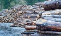 Drive Against Deforestation Launched In Kaghan Valley