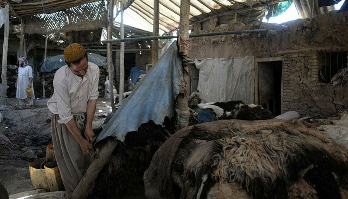 A representational image showing a tannery worker treating raw hides. — AFP/File