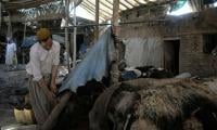 NOC Mandatory To Collect Sacrificial Animal Hides
