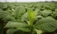Taxes Imposed On Companies, Not Tobacco Growers: PTC