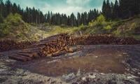 Experts Soundalarm Over Massive Deforestation