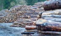 Forest Dept Seizes Illegal Timber In Siran Valley