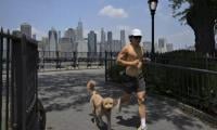 New York Seeks To Wipe Out Dog Poop Problem