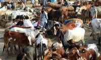 Dists Ordered To Prevent Illegal Cattle Sale Points On Eid