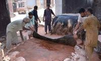 Sindh Govt Imposes Strict Rules For Sacrificial Hide Collection