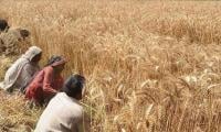 Sindh Farmers Blame Govt For Agriculture Woes