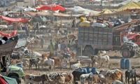 Operation Against Unauthorised Cattle Markets Continues In Capital