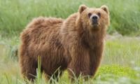 Bear Mauls Man To Death In Bulgaria