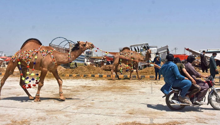 Motorcyclists taking a camel after buying from the Livestock Market Shahpur Kanjran in the Provincial Capital on May 18, 2026. — Online