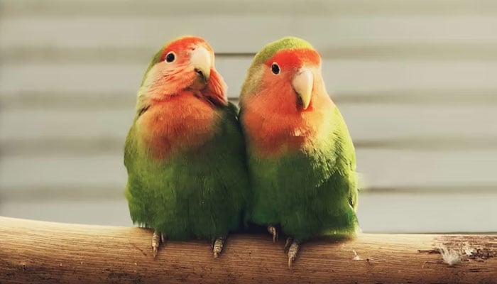 This representational image shows lovebirds. — Unsplash/File