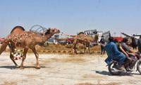 Traffic Plan Finalised For Six Cattle Markets
