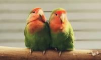 Breeders Share Seasonal Care Tips For Lovebirds