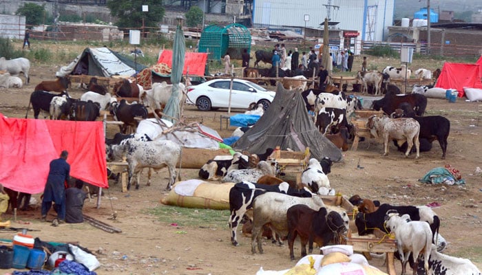 Livestock merchant display their animals at a cattle market in Rawalpindi ahead of Eid Al-Adha on May 16, 2026. — Online