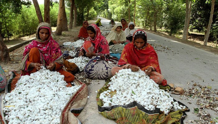 Women clear wastage from cotton fibers in Kabirwala, Pakistan September 18, 2025. —Reuters