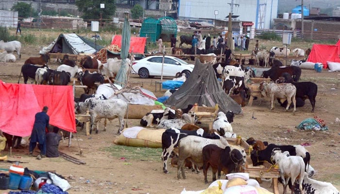 Livestock merchant display their animals at a cattle market in Rawalpindi ahead of Eid Al-Adha on May 16, 2026. — Online