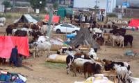 BankIslami Digitises Cattle Markets By Enabling Raast QR Payments Ahead Of Eidul Azha