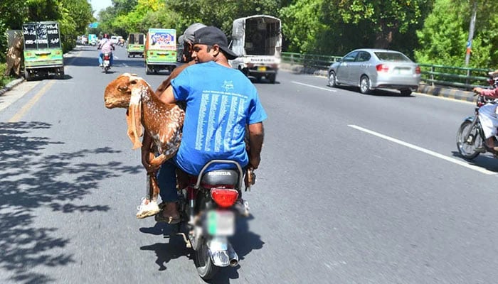 Transporting sacrificial animals in passenger vehicles banned in Punjab