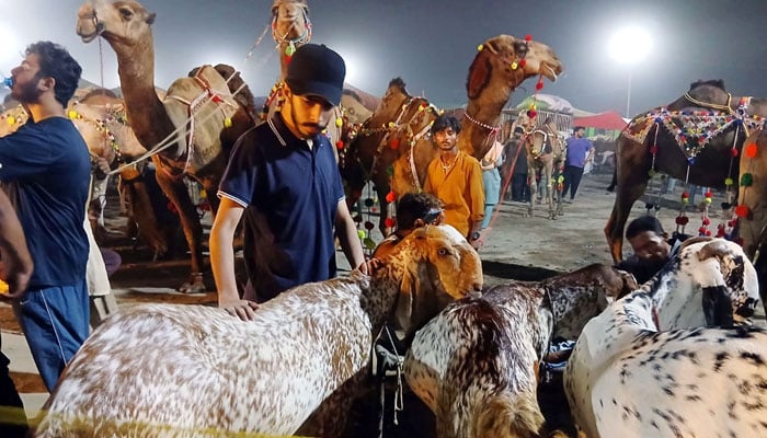 Vendors are displaying sacrificial animals to attract customers at a cattle market set up in the city ahead of the upcoming Eid al-Adha on May 22, 2026. — APP