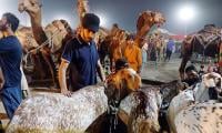Ahead Of Eidul Azha...: Sacrificial Animals’ Prices Go Up