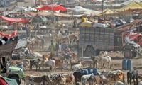 Karachi Administration To Register FIRs Against Illegal Cattle Market Operators