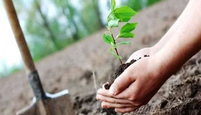 Representational image shows a person holding a little plant. — APP/File
