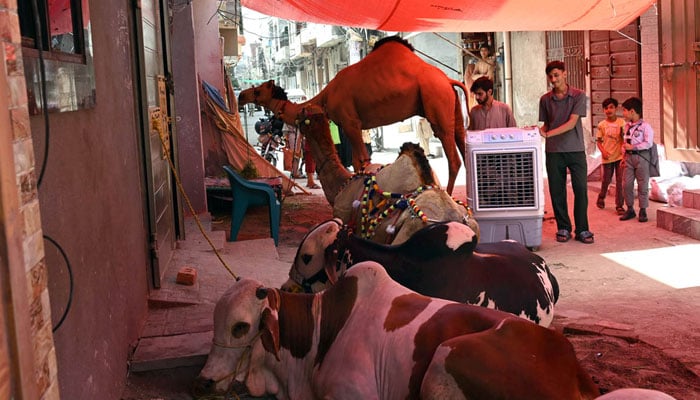 Boys are installing air coolers to protect sacrificial animals from the intense heat ahead of Eid-ul-Adha at Sodiwal on May 23, 2026. — APP
