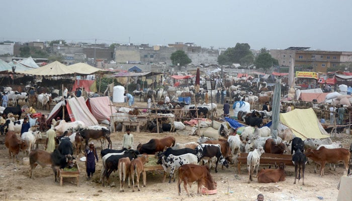 A livestock vendor sells sacrificial animals at a cattle market, Bhata Chowk, in the city on May 24, 2026. — Online