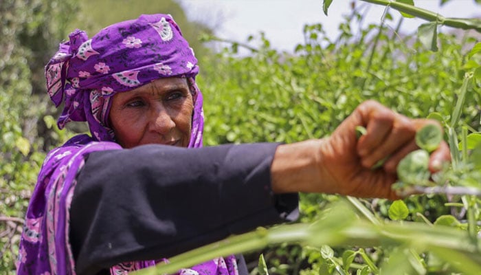 Saeedah Mohammed collects tree leaves to feed her grandchildren in Al-Manij displacement camp, near the city of Taez in Yemens southwest. — AFP/File
