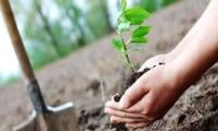 Eid Holidays: Tourists To Be Involved In Tree Plantation In Kaghan Valley