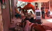 ‘Keep Animals Away From Electricity Poles’