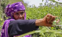 Yemen Family Deprived Of Aid Reduced To Eating Tree Leaves
