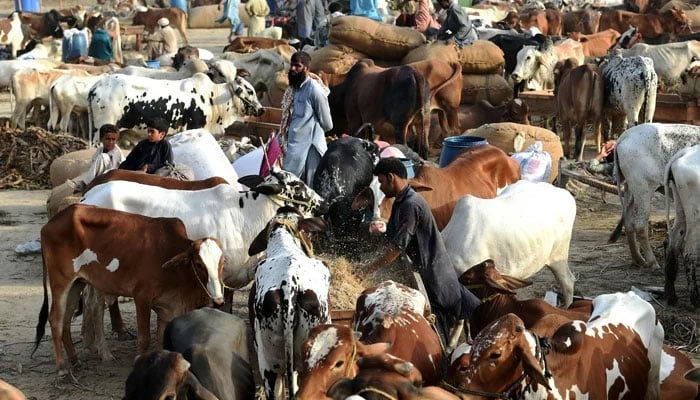 A man feeds cattle at the cattle market. — AFP/File