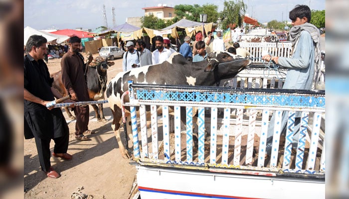 Men loading a sacrificial bull in a pickup at a cattle market ahead of Eid Al-Adha, in the Federal Capital on May 23, 2026. — Online
