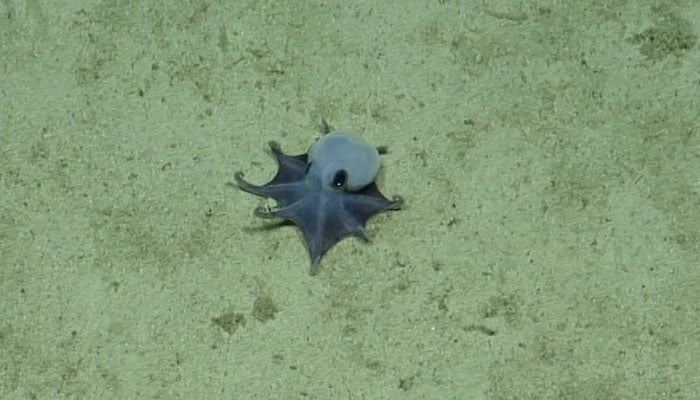 An undated handout picture released on May 22, 2026 by the Charles Darwin Foundation shows a newly discovered blue pygmy octopus off the Galapagos Islands. — AFP