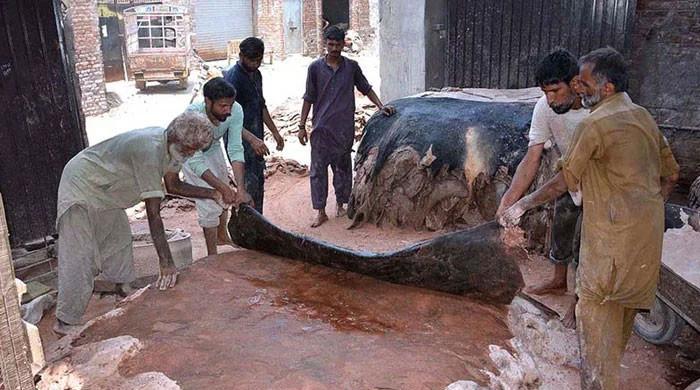 Punjab clears over 6,000 applications for hide collection