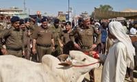 RPO, CPO Visit Cattle Markets To Review Security