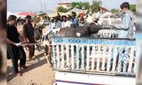 CDA Fixes Cattle Market Charges At Rs3,000 For Small Animals, Rs4,000 For Large