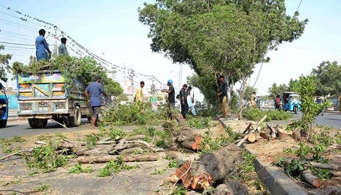 People are cutting trees in this image. — APP/File