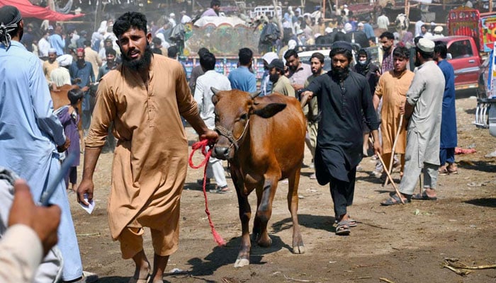 People on the way, along with a sacrificial animal, after purchasing from a cattle market in KP on May 26, 2026. — APP
