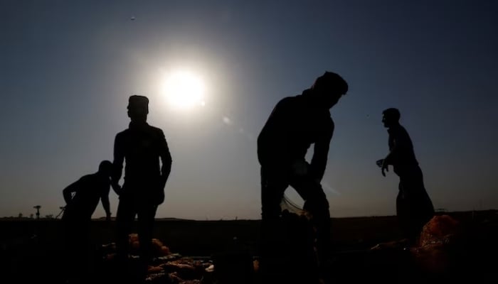 Workers harvest potato crops, which has been damaged by a heatwave and environmental and climatic changes, in Mosul, Iraq, July 15, 2023.—Reuters