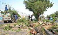 ‘Environmental Terrorism’ Via Relentless Tree Cutting Slammed
