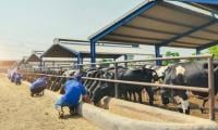 Alkhidmat To Sacrifice 10,000 Animals