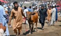 Officials Inspect Cattle Markets To Review Steps Against Congo Virus