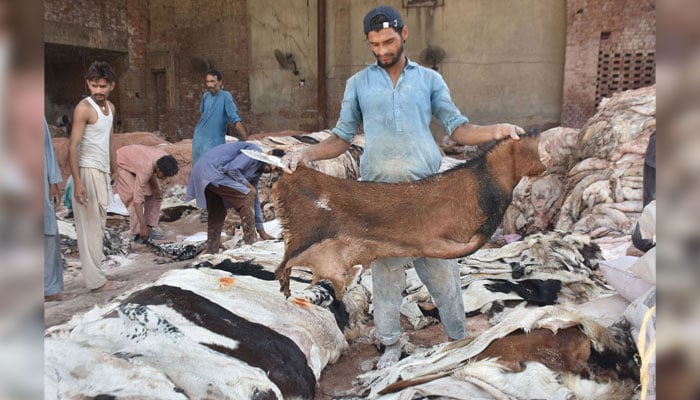 Workers collect sacrificial animal hides with salt after the cleaning and preserving process at their workplace in the Provincial Capital on May 29, 2026. — Online